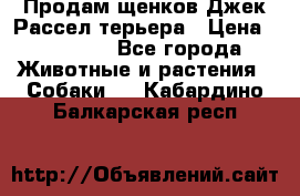 Продам щенков Джек Рассел терьера › Цена ­ 25 000 - Все города Животные и растения » Собаки   . Кабардино-Балкарская респ.